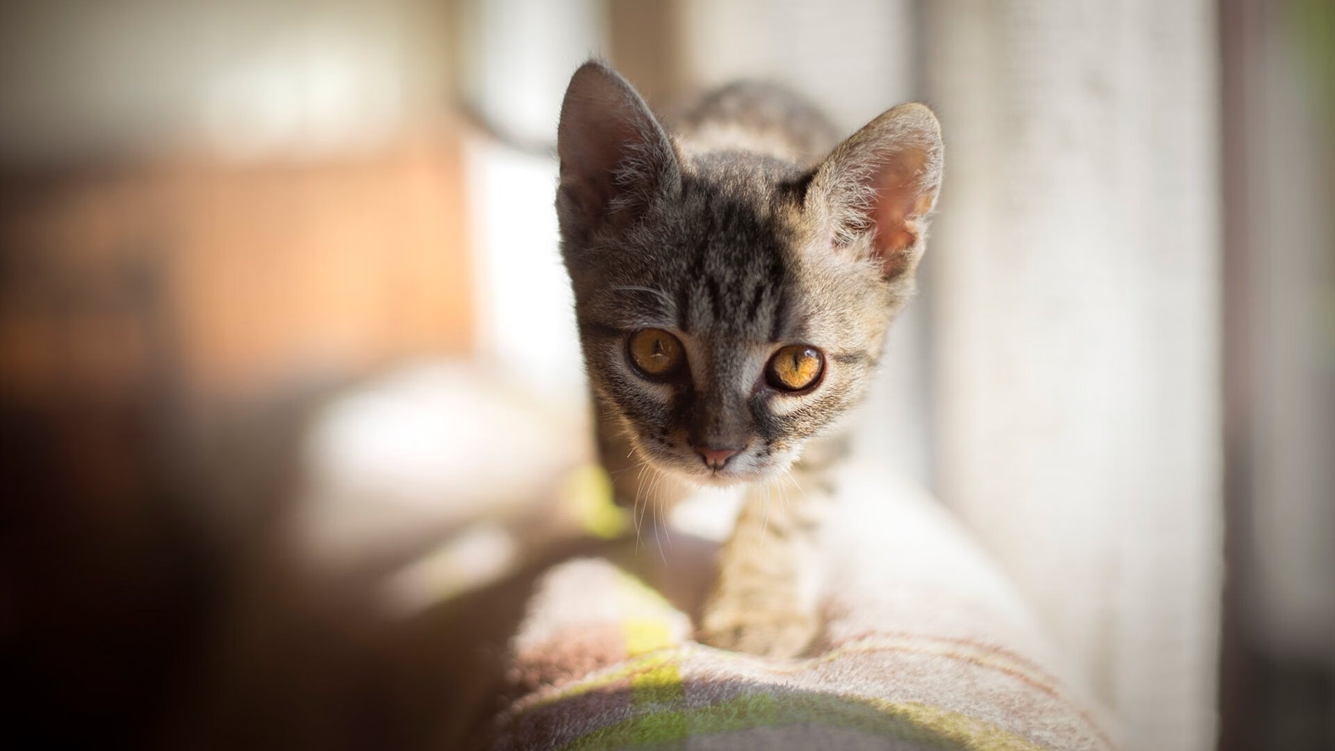 斯图加特锋线把握机会提升得分转化率，斯图加特as